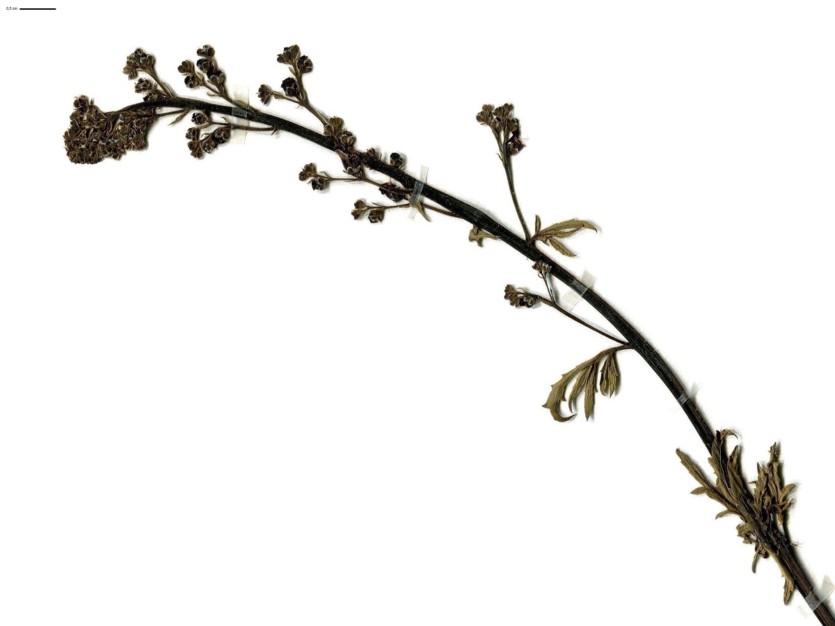 Scrophularia canina subsp. canina (Scrophulariaceae)